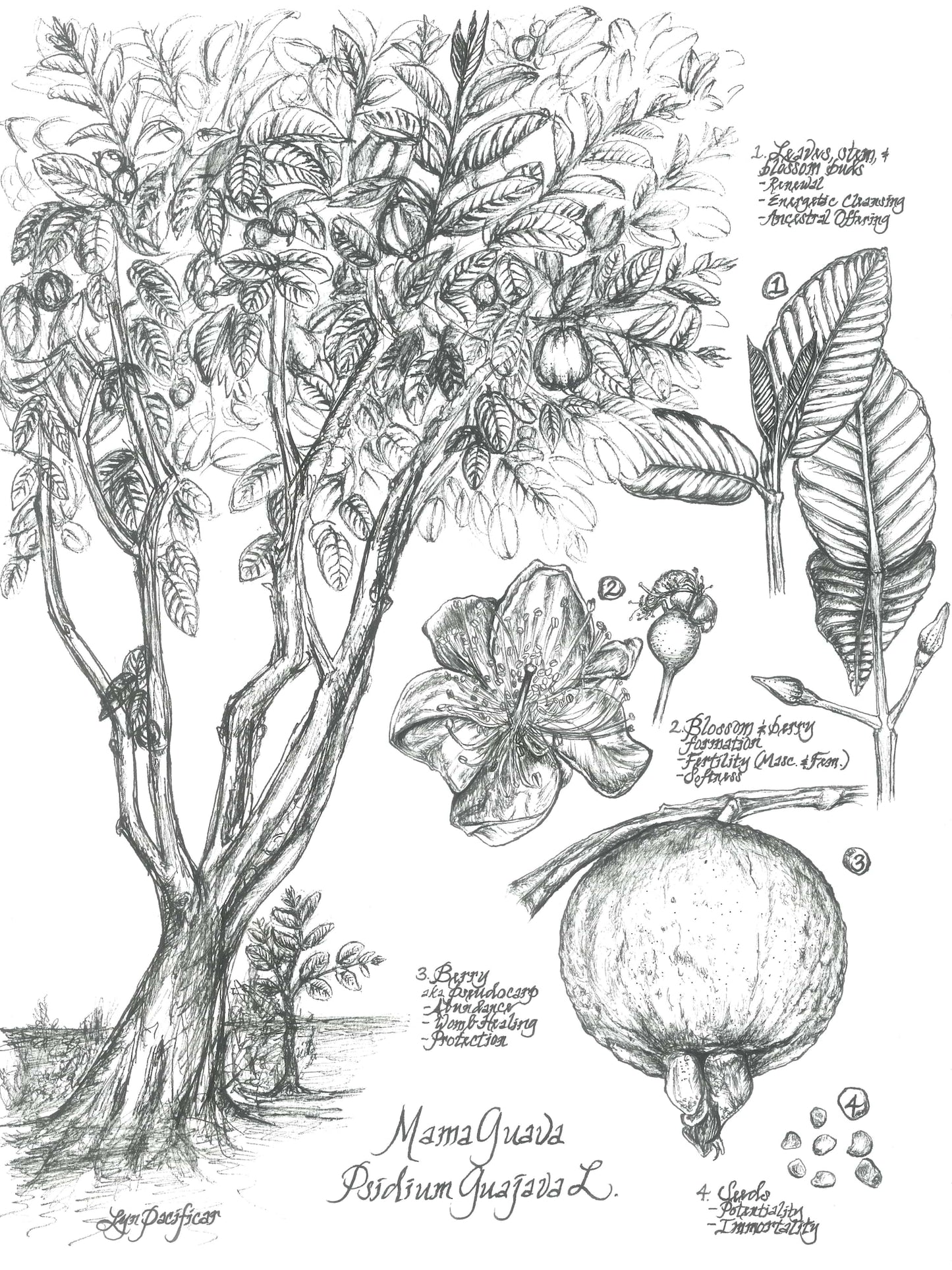 Mama Guava Spiritual Botanical Illustration